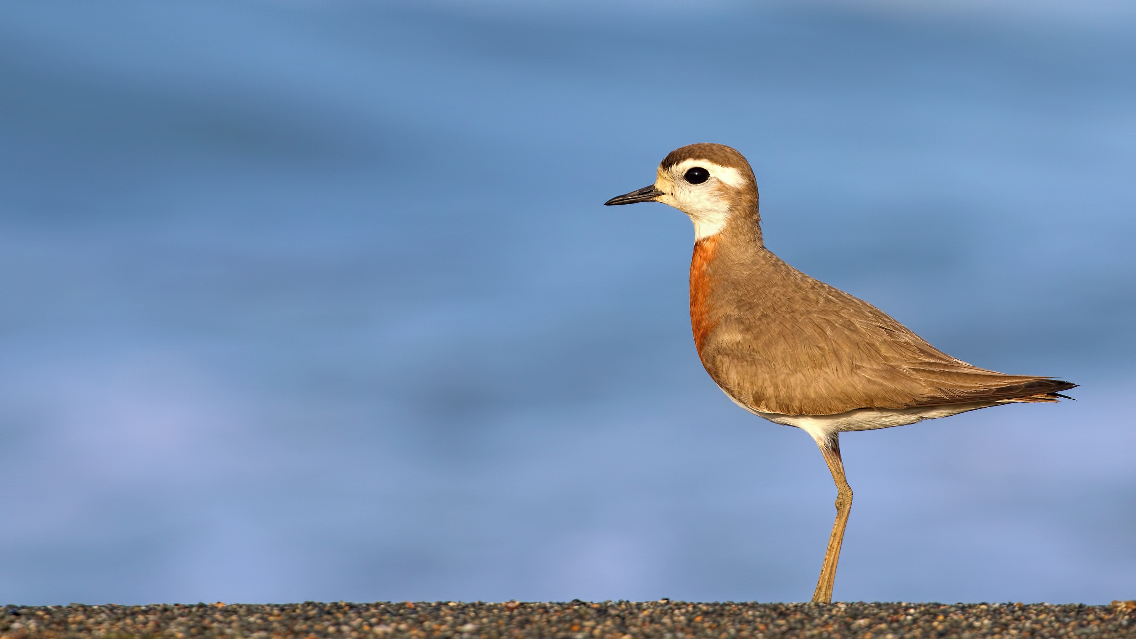 Caspian Plover